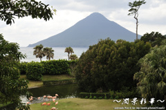 フラミンゴの楽園