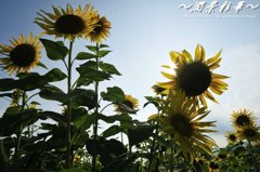 隙間からのキラメキ