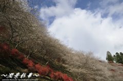 紅と青の桜の坂から