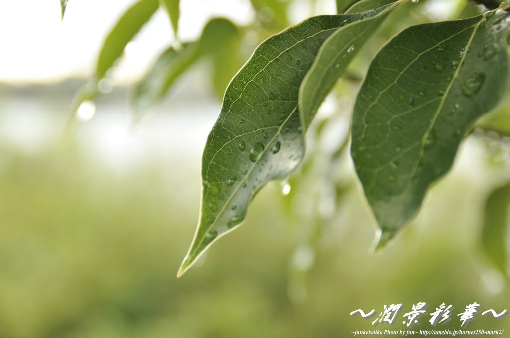 雨上がリーフ