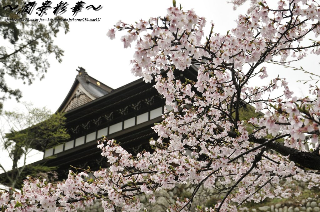 桜、善光寺