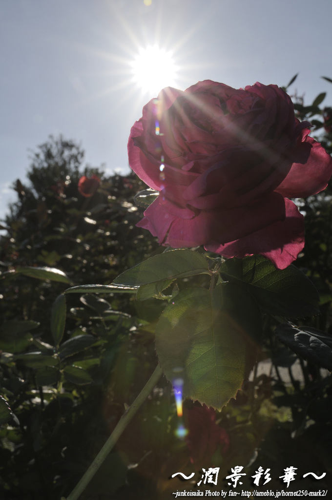 Shiny Rose