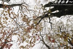 紅葉が降ってくる