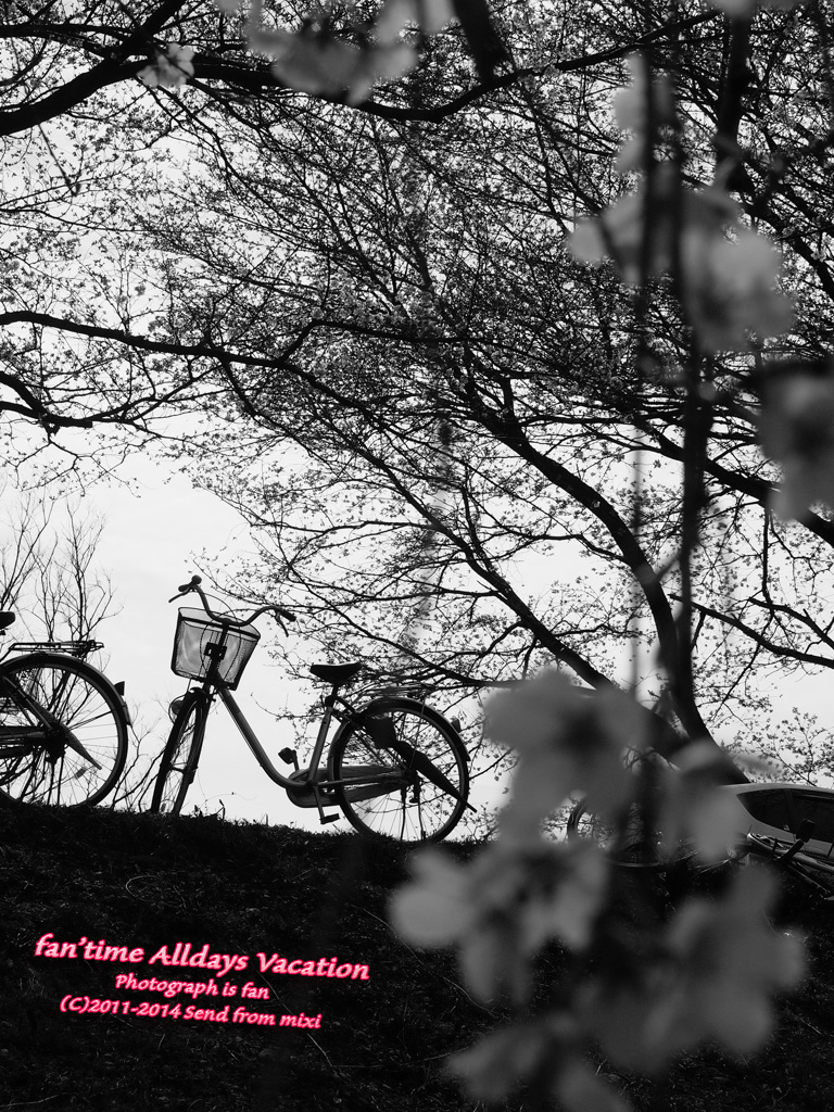 Cherry Cycle