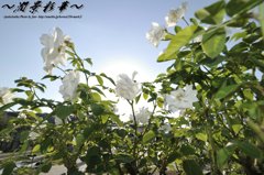 Sun-blue に咲いて