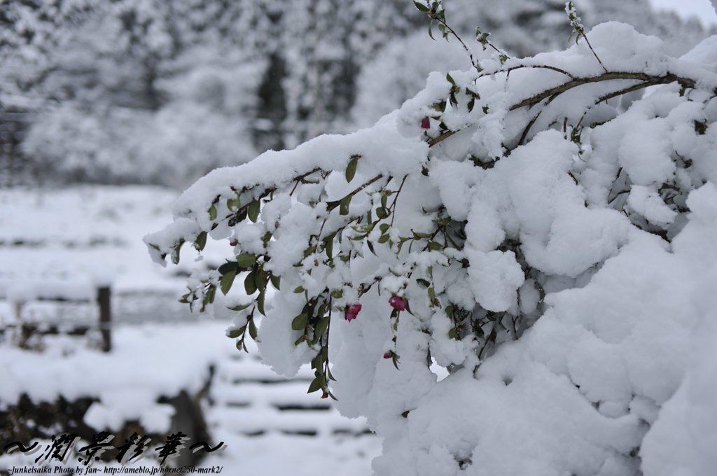 ピンクの花に白が乗って