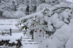 ピンクの花に白が乗って
