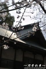 枝上の花みくじ