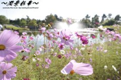 花のスポットライト