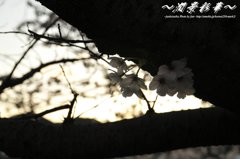 枝影と夕日に