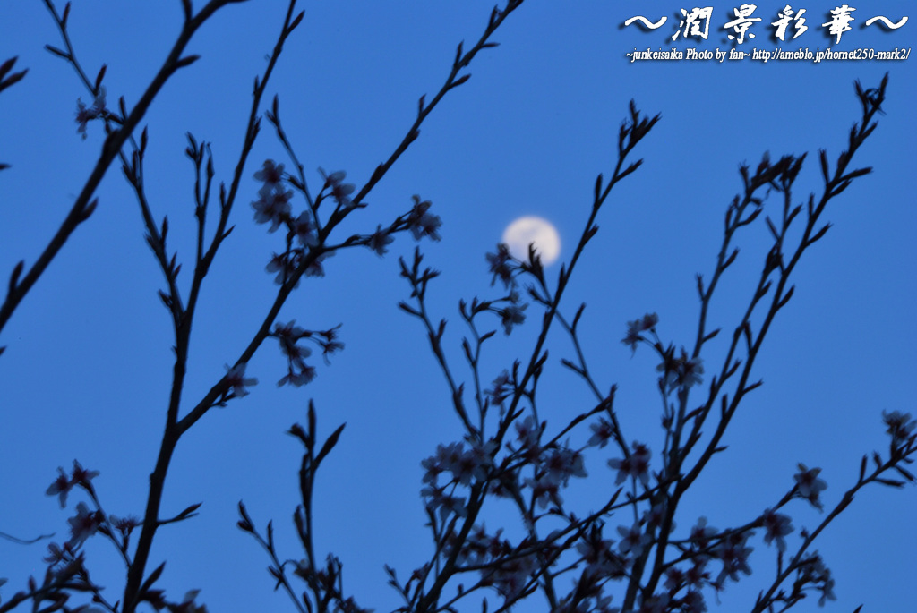 朧にゆれて