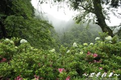 霧立つ山を見て