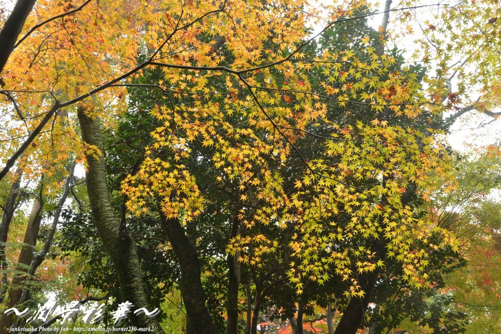 黄色い日の思い出