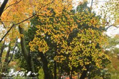 黄色い日の思い出