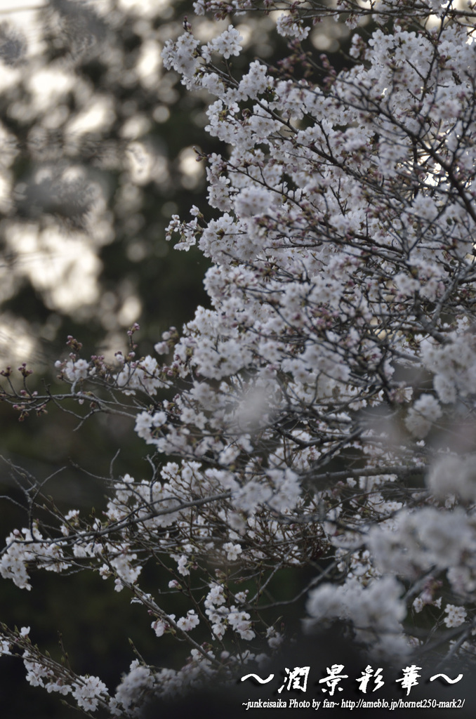 夕木漏日に香る