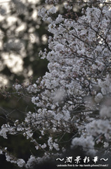 夕木漏日に香る