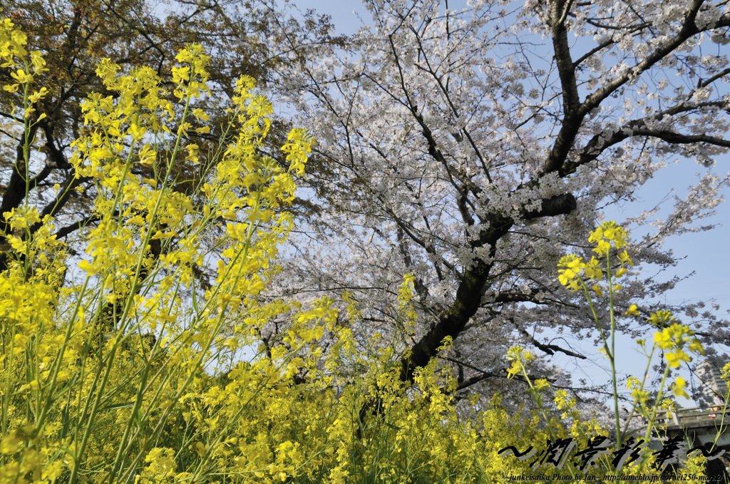 菜の花と桜