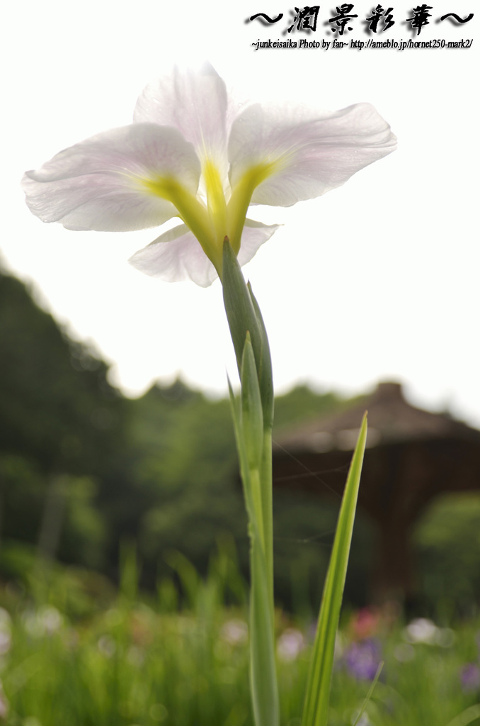 明るみに消え行く