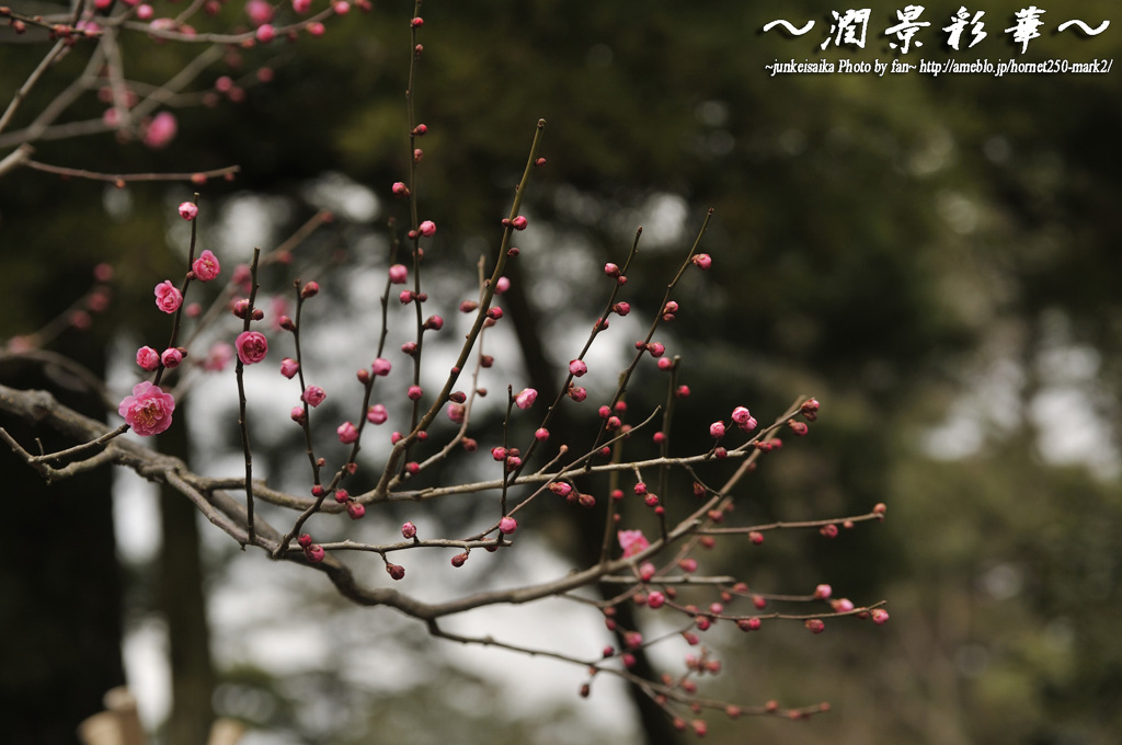 初春までもう少し