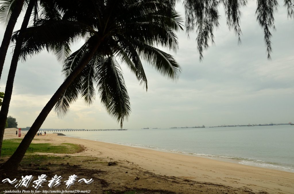 椰子の木が海に向かって