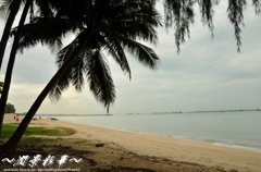 椰子の木が海に向かって