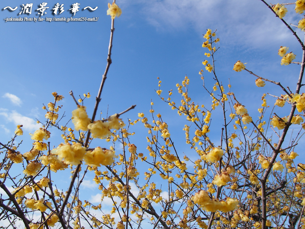 青空に咲くイエロー