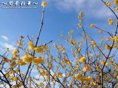 青空に咲くイエロー