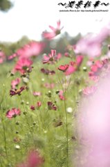 優しきワインレッド