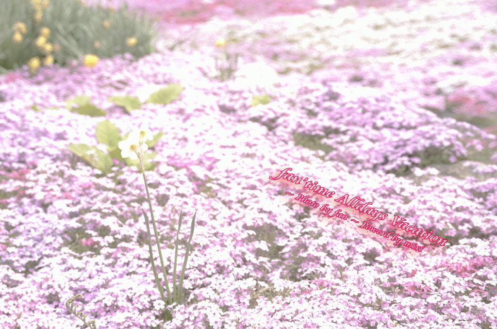 光の花の中で