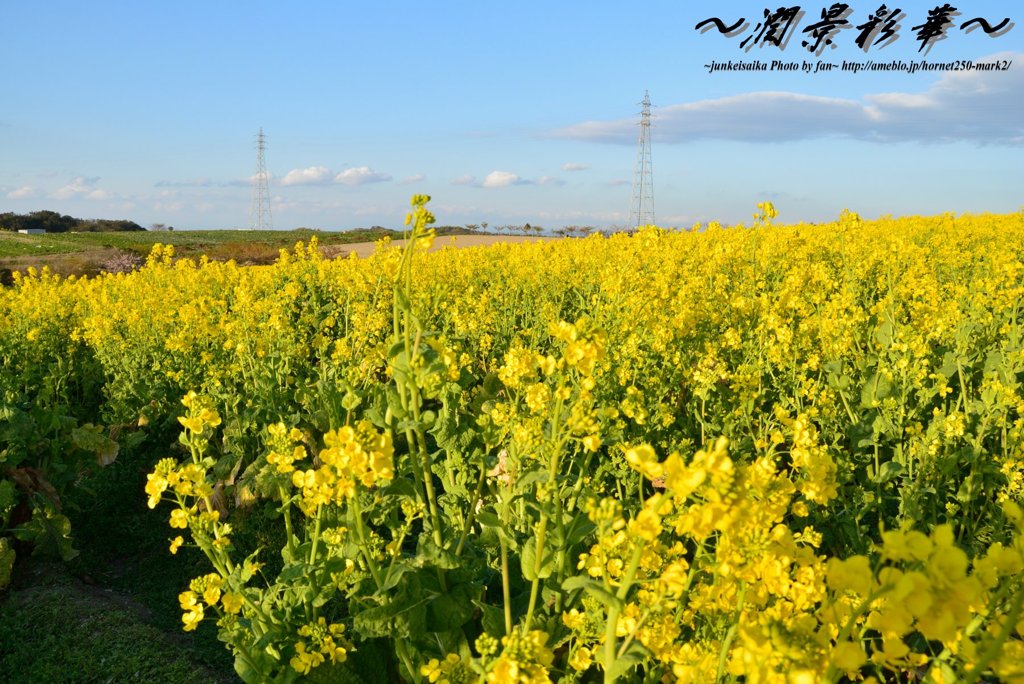 菜の花晴れ
