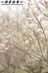 ほのかに香る春