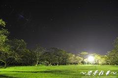 桜咲く夢を見て