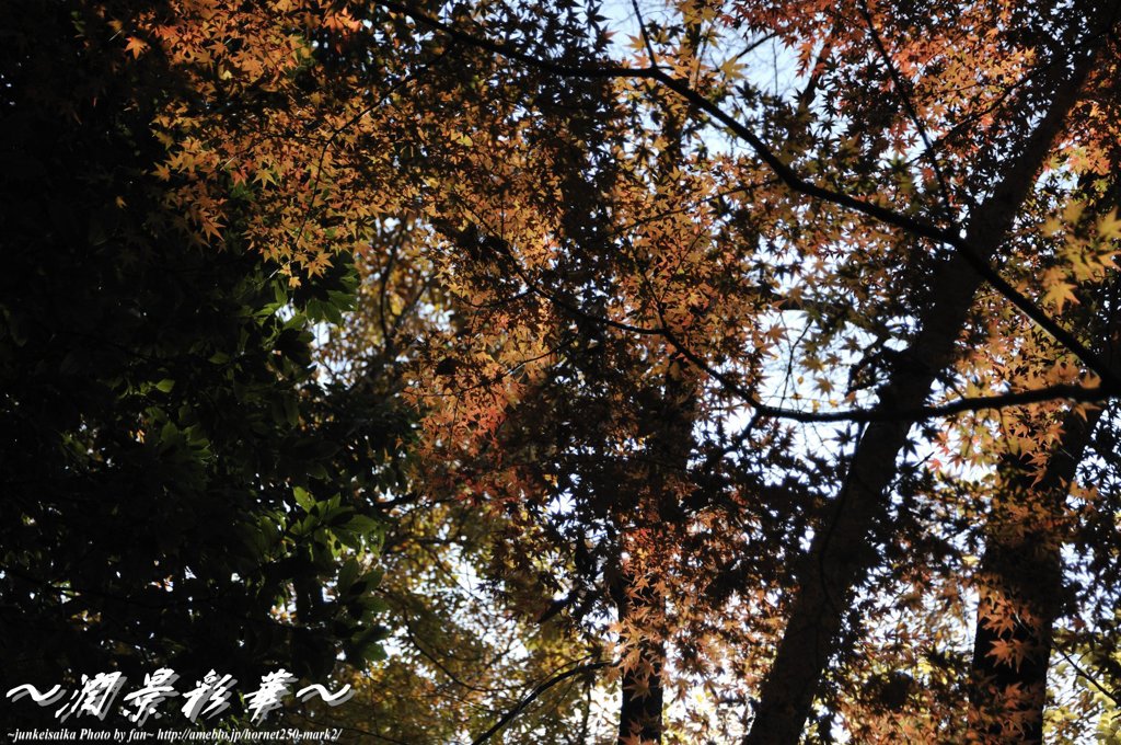 日陰と木漏れ日の中で