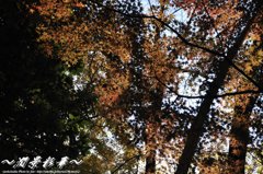 日陰と木漏れ日の中で