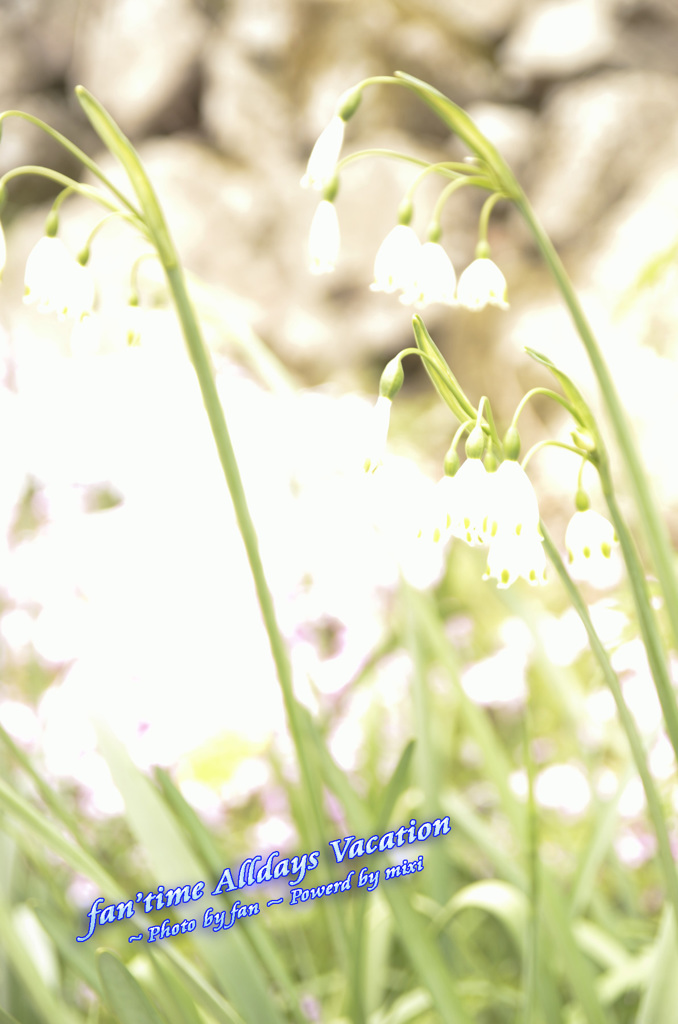 White Dreams