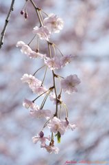 cherry 0409vol (1)