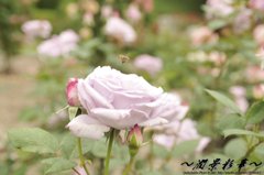 蜜はおいしいですか？