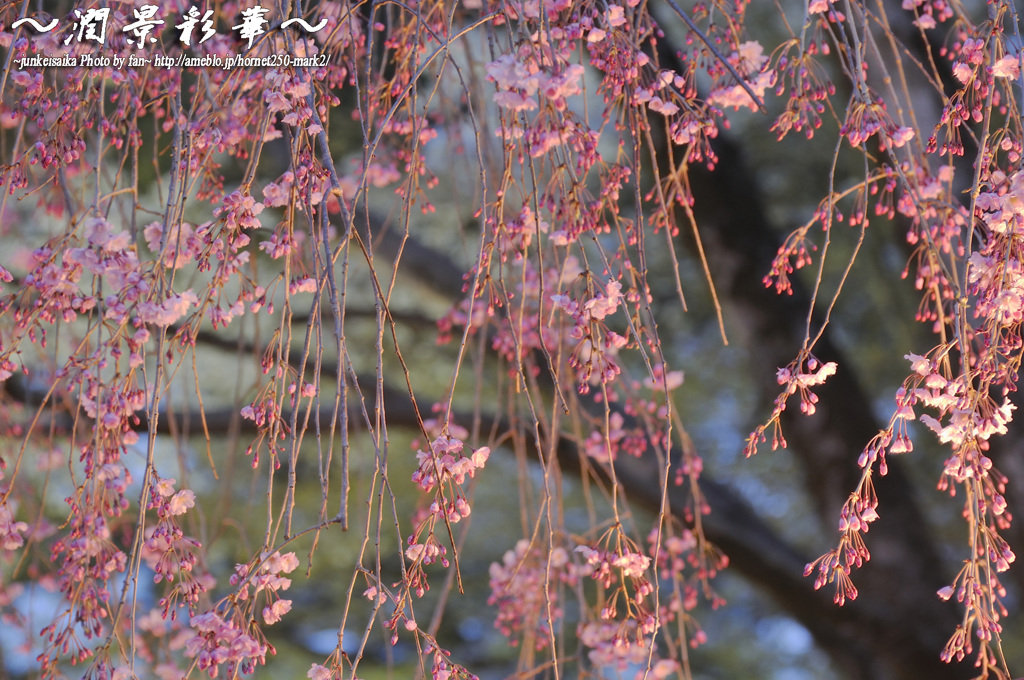 光枝垂のカーテン