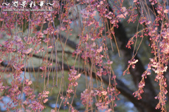 光枝垂のカーテン