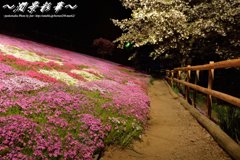 もう一つの夜桜
