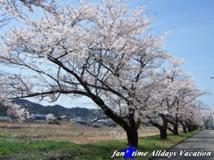 さくら、さくら、さくら