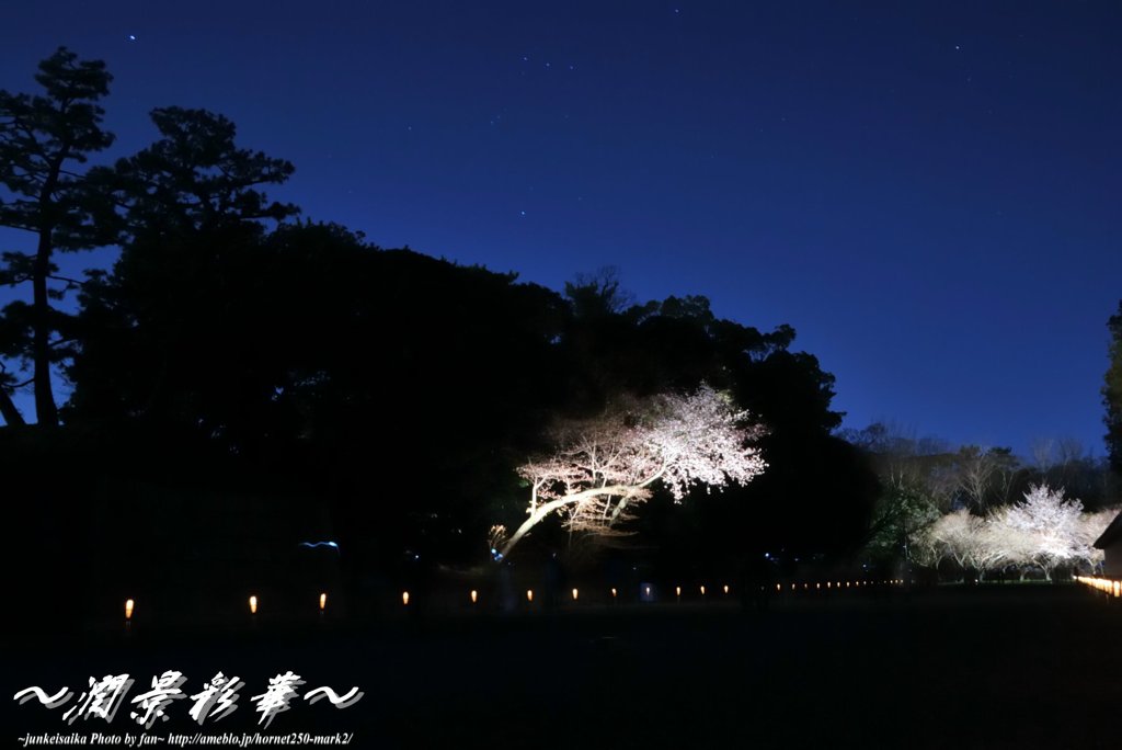 二条、星桜夜