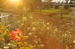 黄金に染まったバラ園