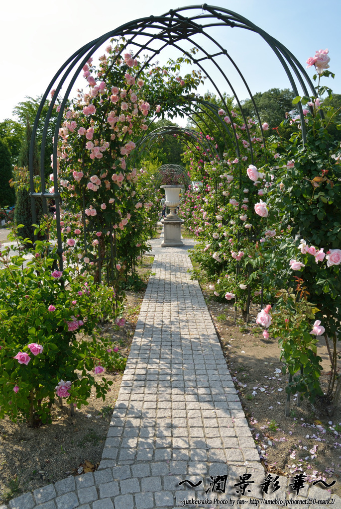 バラのアーチ抜けると