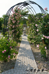 バラのアーチ抜けると
