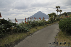 トロピカル・富士