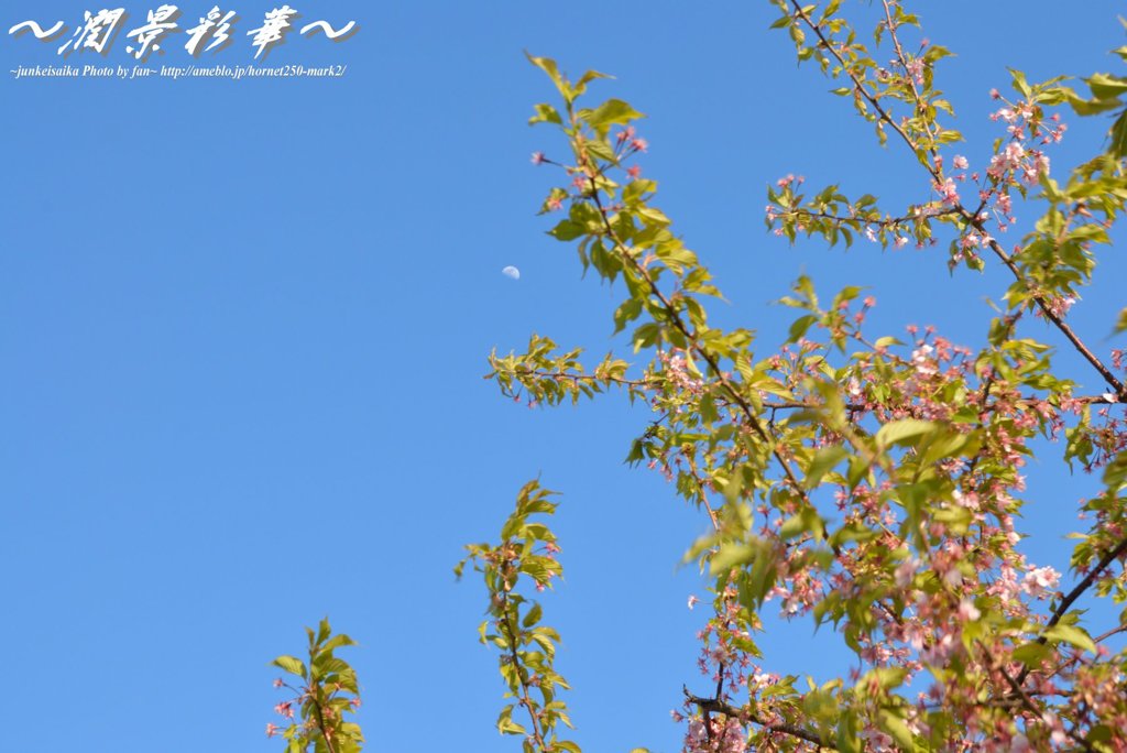 晴天の月桜