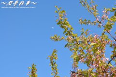 晴天の月桜