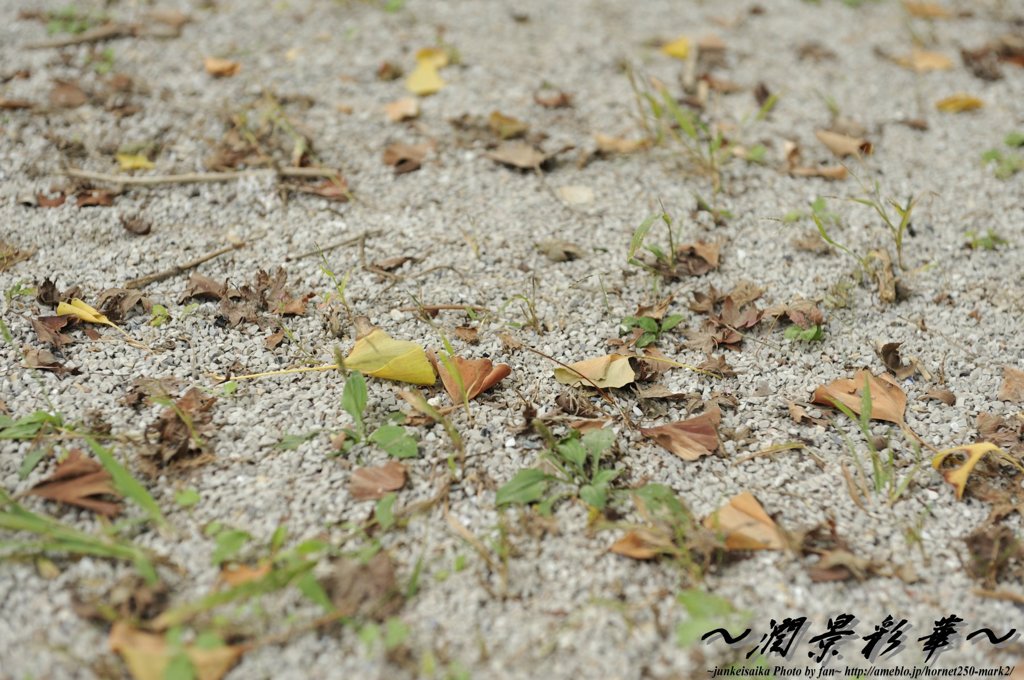 銀杏の落ち葉