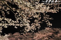 小倉公園の鹿に捧ぐ